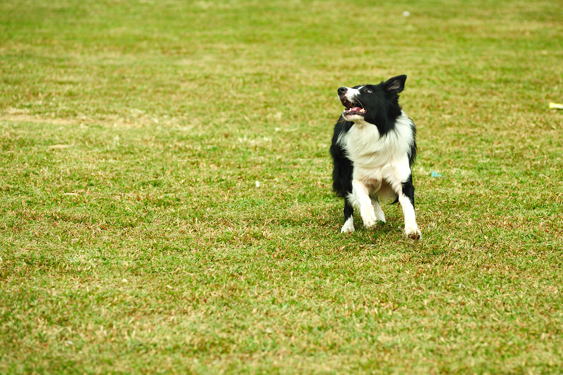 Dog Show