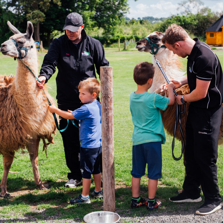 Llama Trekking - The Jungle NI