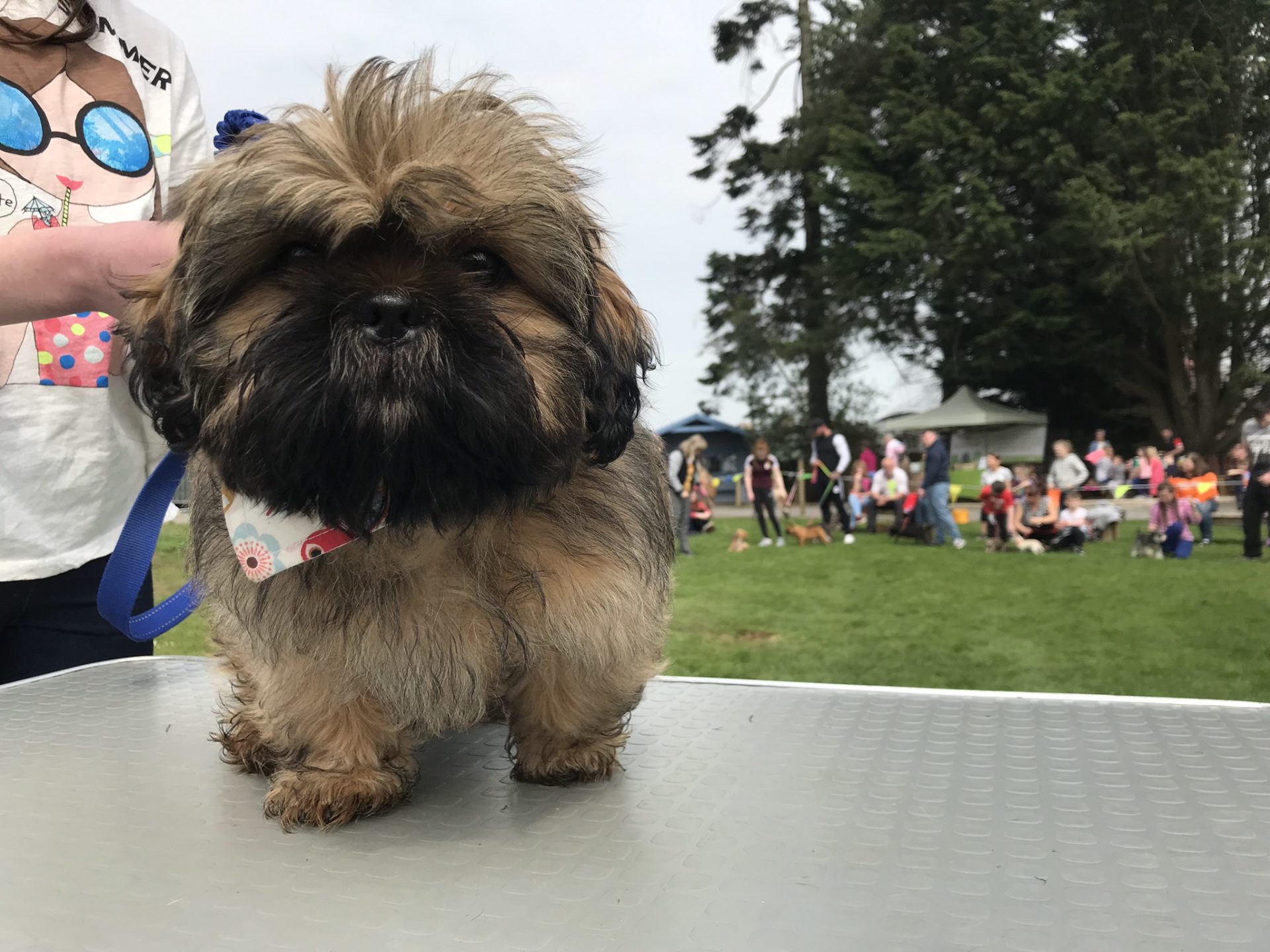 Best Puppy   judging table close up