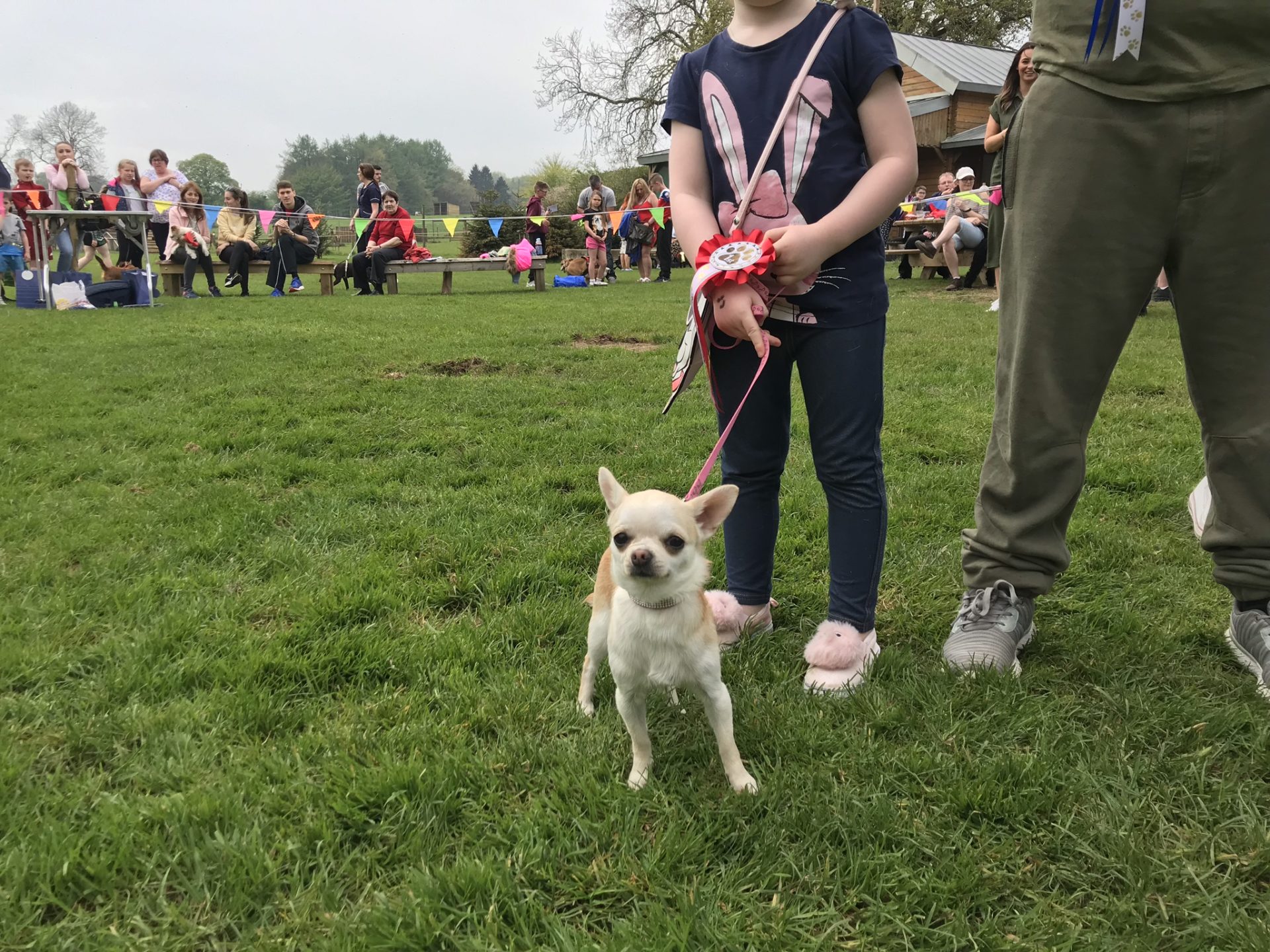 Toy Dog   winner   Bella only