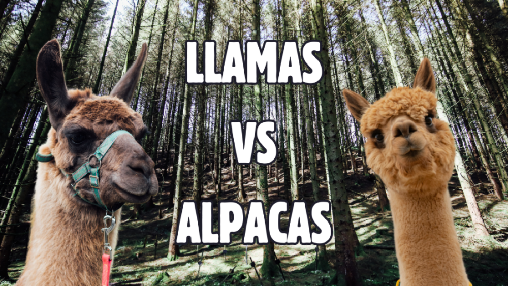 Alpaca vs llama - Difference between alpaca and llama