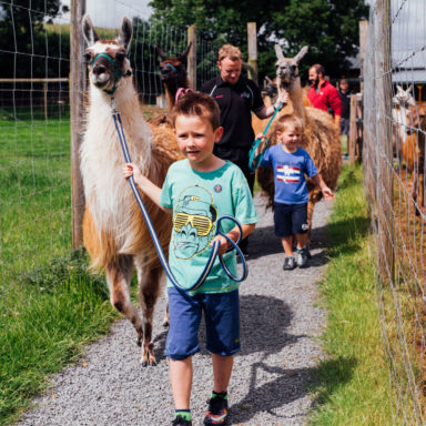 Llama Trekking