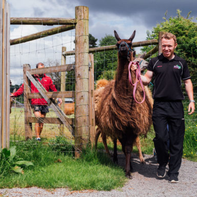 Llama Trekking